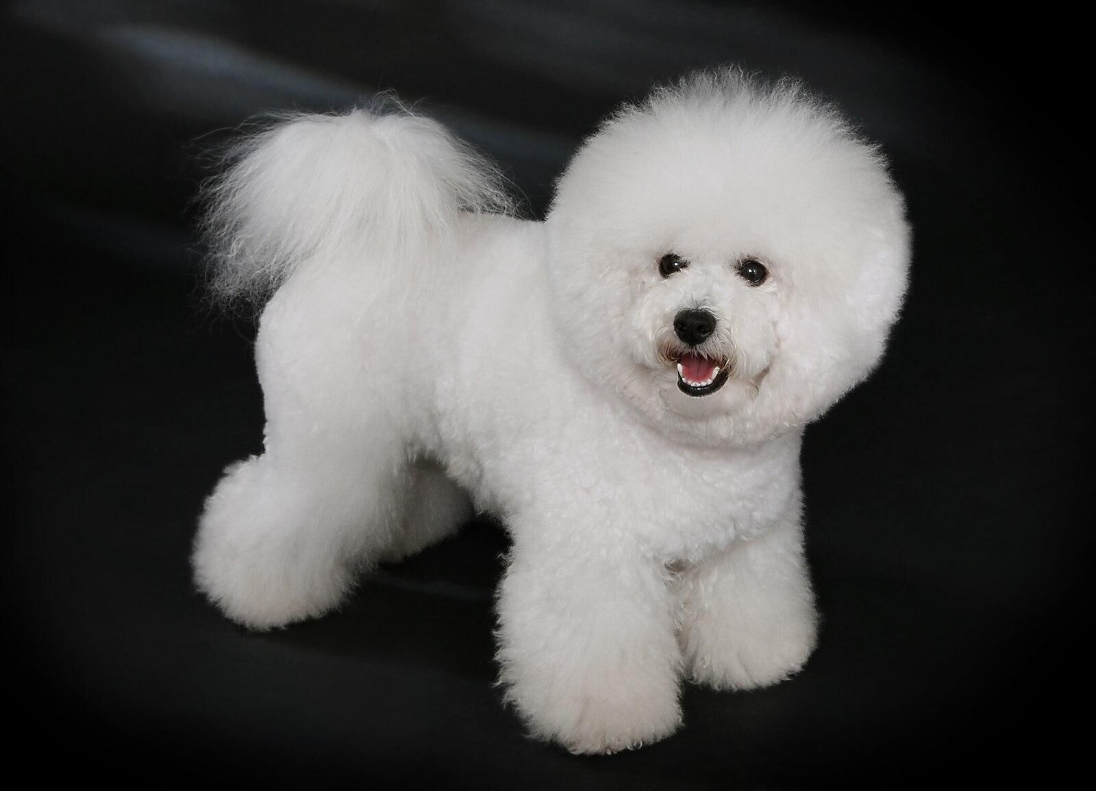 #35. Bichon Frise (tie)